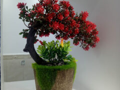 Dr Boumerah Mounir-Dentist Dr Boumerah Mounir-Dentist