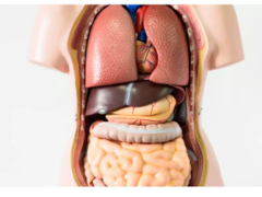 Dr Lefsih zader-Internist doctor Dr Lefsih zader-Internist doctor