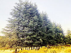 Dr M.BELKACEM-allergist Dr M.BELKACEM-allergist