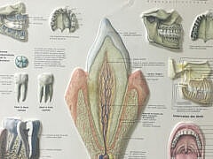 Dr Kouissa & Dr Kimouche+Dentist Dr Kouissa & Dr Kimouche+Dentist