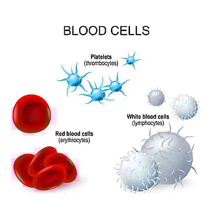 White Blood Cell Count, Le nombre de globules blancs, عدد خلايا الدم البيضاء