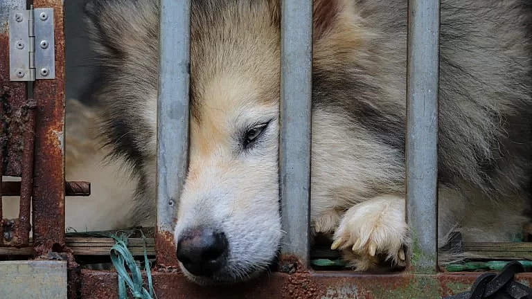 What is an Invisalign Consultation: Overview, Benefits, and Expected Results