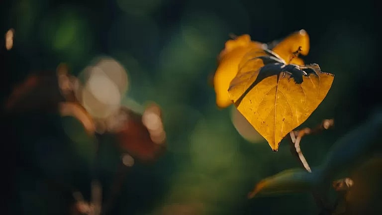 Immigration Medical Examination: Overview, Benefits, and Expected Results