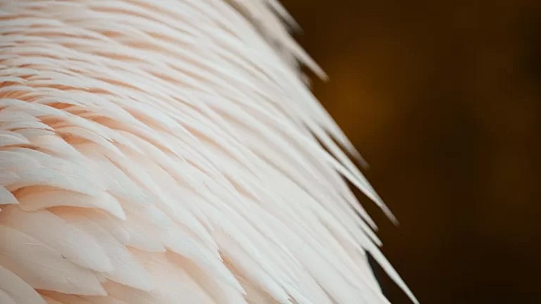 What is Laparoscopic Greater Curve Plication: Overview, Benefits, and Expected Results