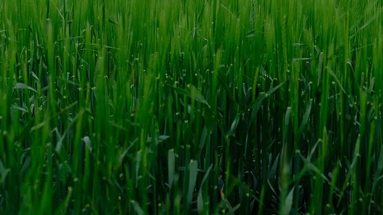 What is Laparoscopic Oesophageal Lengthening Procedure: Overview, Benefits, and Expected Results