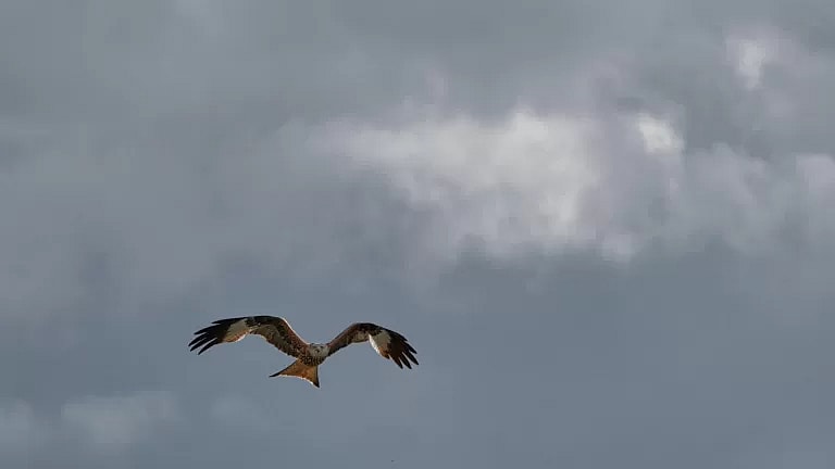 What is Kidney Health Diet Consultation: Overview, Benefits, and Expected Results