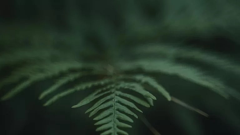 What is Laser Vein Treatment: Overview, Benefits, and Expected Results