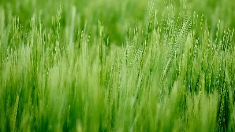 What is Kyphoplasty: Overview, Benefits, and Expected Results