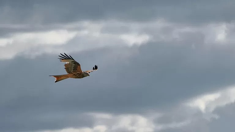 What is Lung Surgery Consultation: Overview, Benefits, and Expected Results