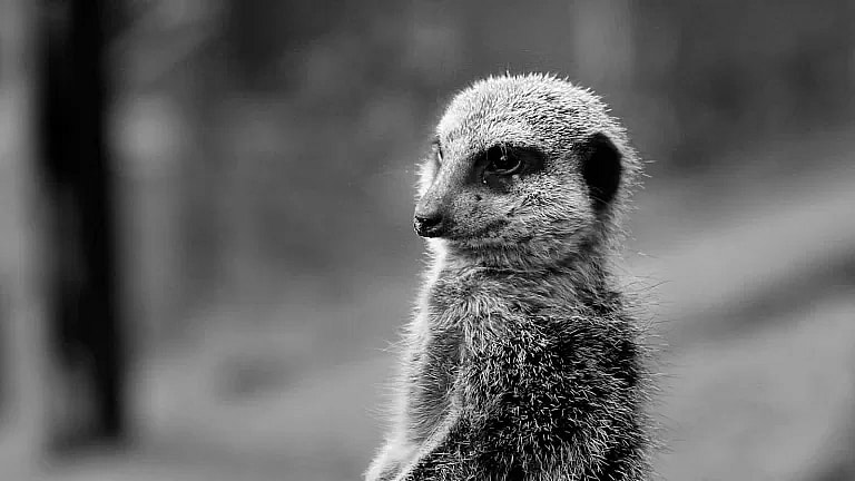 What is MRI of the Knees: Overview, Benefits, and Expected Results