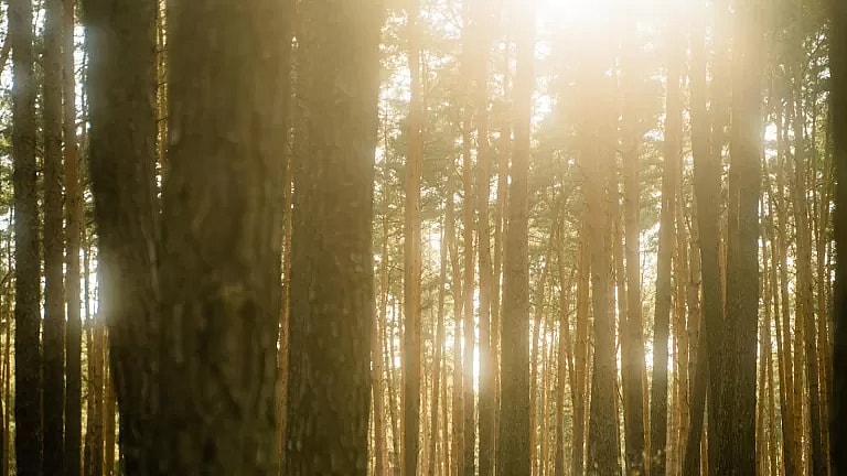 What is Naturopathic Follow-Up: Overview, Benefits, and Expected Results