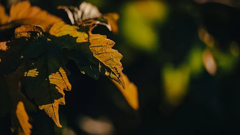 What is Oncology Consultation: Overview, Benefits, and Expected Results