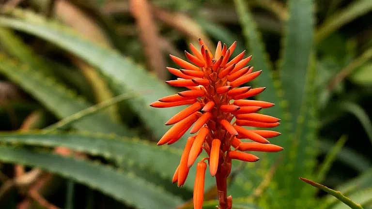 What is Nexplanon Removal: Overview, Benefits, and Expected Results