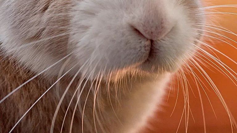 What is Optometry Follow-Up: Overview, Benefits, and Expected Results