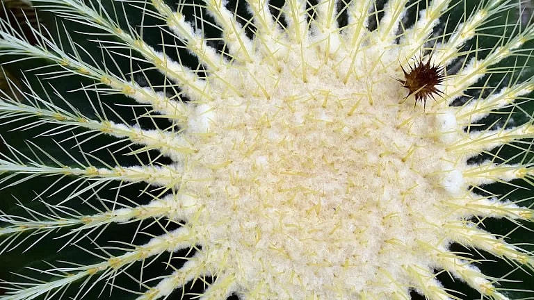 What is Partial Hip Replacement Surgery: Overview, Benefits, and Expected Results