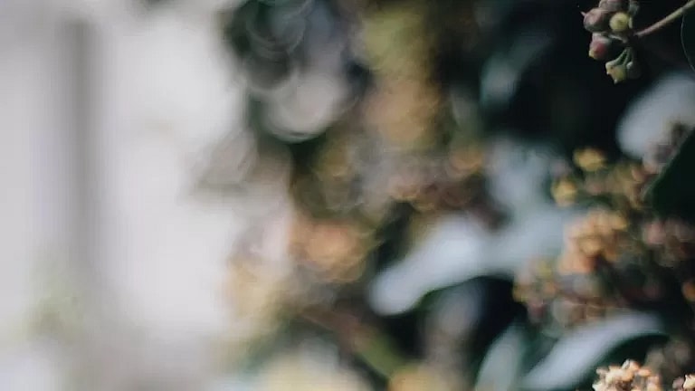 What is Paediatric Dentistry Follow-Up: Overview, Benefits, and Expected Results