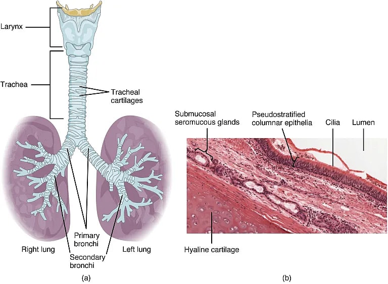 Page Title: What is Pneumonectomy: Overview, Benefits, and Expected Results