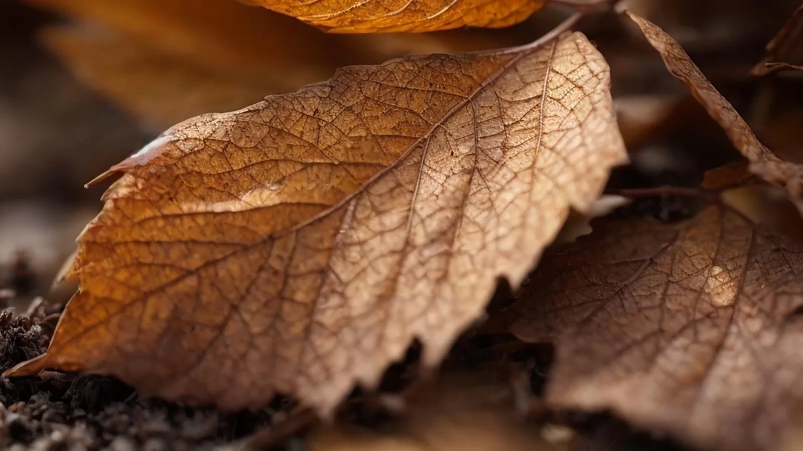 What Is Percutaneous Needle Biopsy Overview, Benefits, And Expected