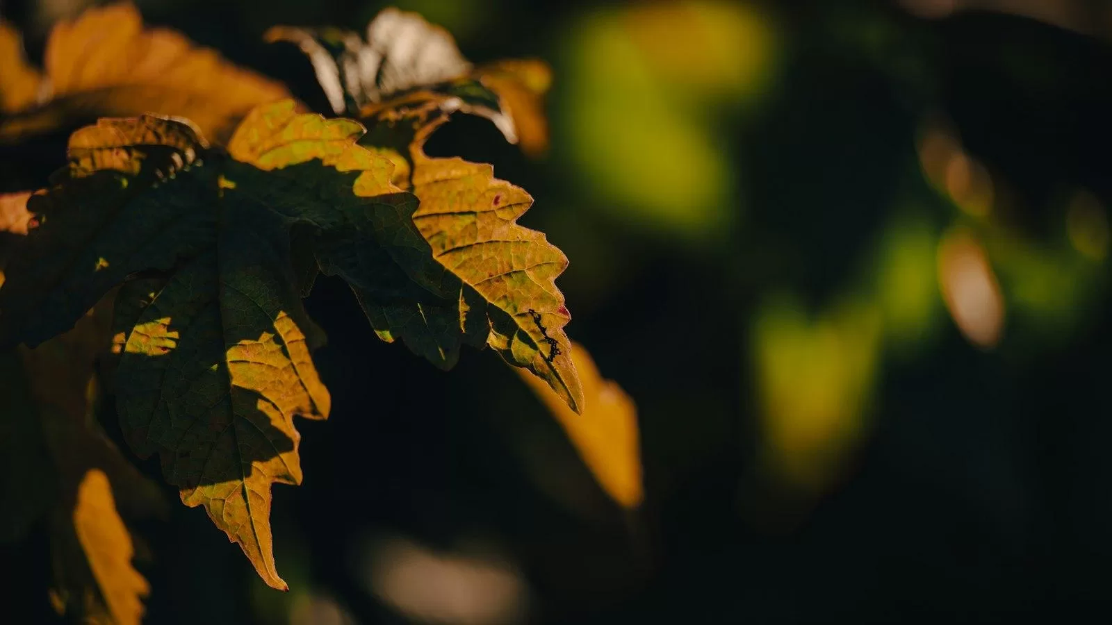 What Is A Pillar Procedure Overview, Benefits, And Expected Results