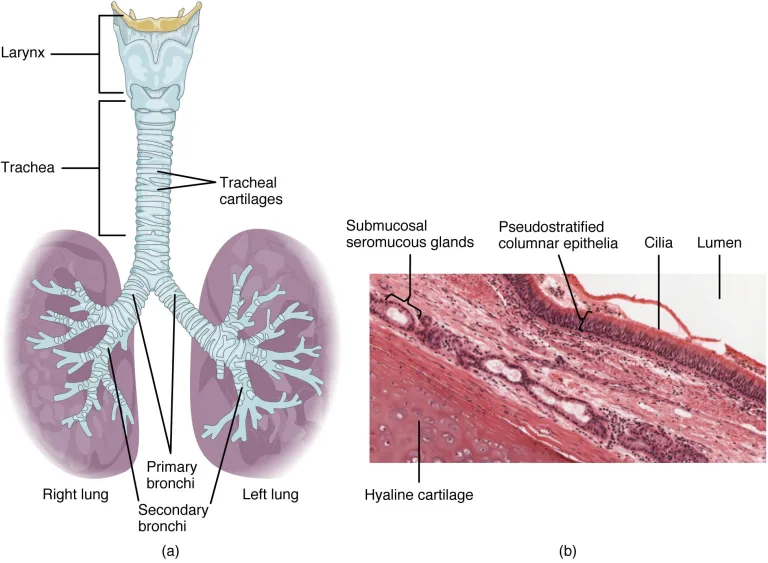 Titre de la page : Qu'est-ce que la pneumonectomie : aperçu, avantages et résultats attendus