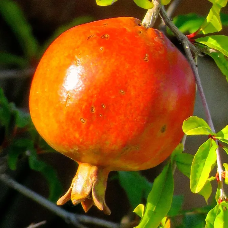 Qu'est-ce qu'une greffe de poinçon pour la greffe de cheveux : aperçu, avantages et résultats attendus