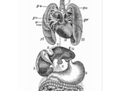 Dr Boudjeli.k-Internist doctor