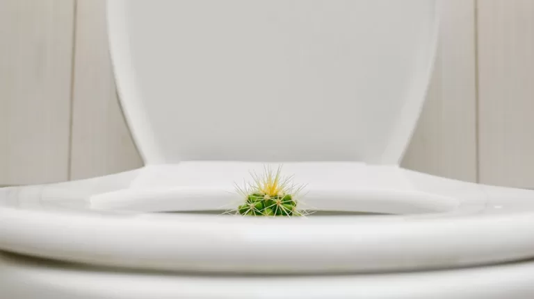 هل من الممكن أن تنتقل العدوى المنقولة جنسيًا من مقعد المرحاض؟ نبات محفوظ بوعاء في رأس المرحاض 1296x728