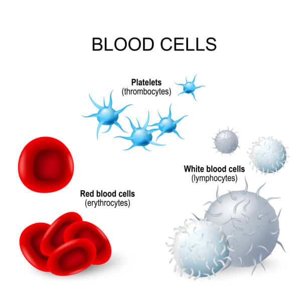 عدد خلايا الدم البيضاء ، Le nombre de globules blancs ، عدد خلايا الدم البيضاء